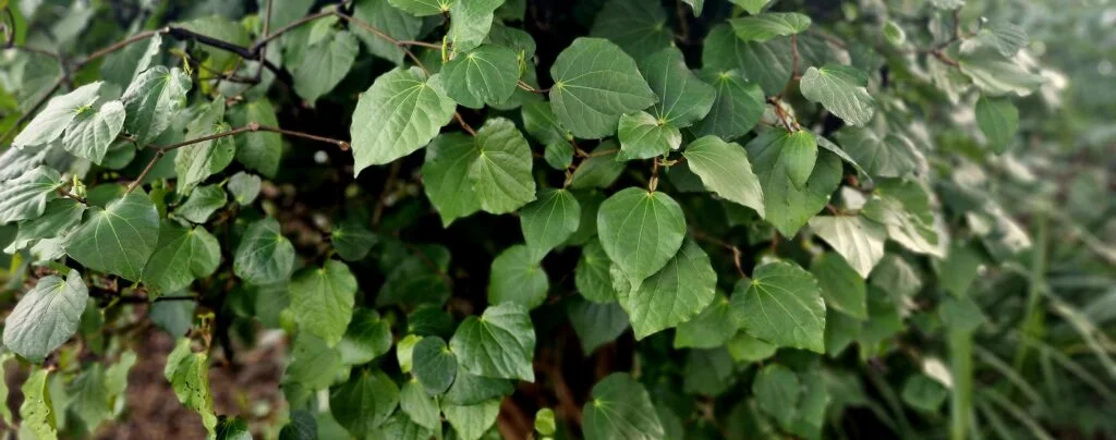 photo of leaves from a kawakawa tree