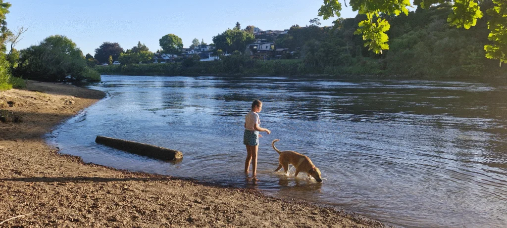 a child and a dog play in the shallows of the waikato river at a local dog park